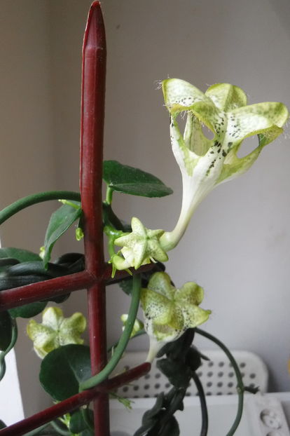  - Ceropegia sandersonii