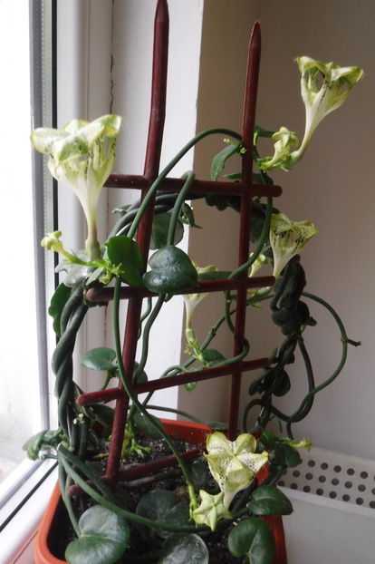  - Ceropegia sandersonii