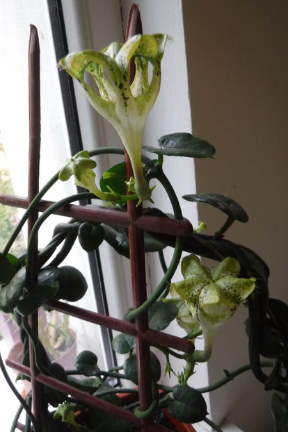  - Ceropegia sandersonii