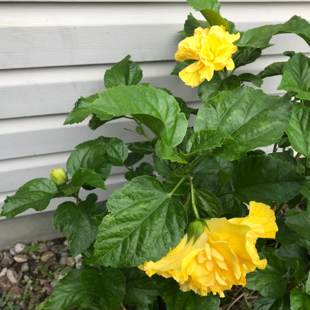  - 2018 Jurnalul gradinii