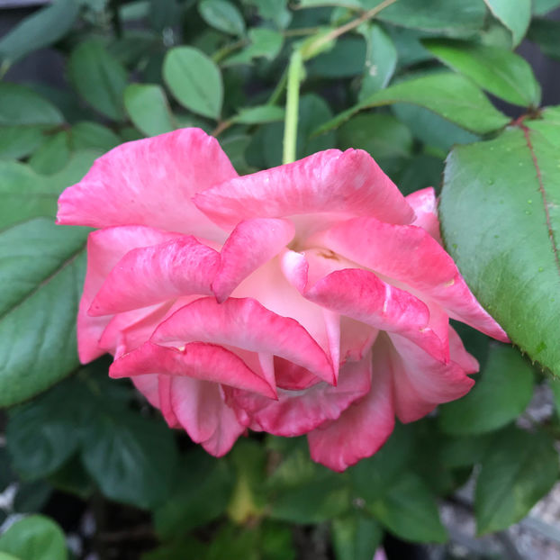  - 2018 Jurnalul gradinii