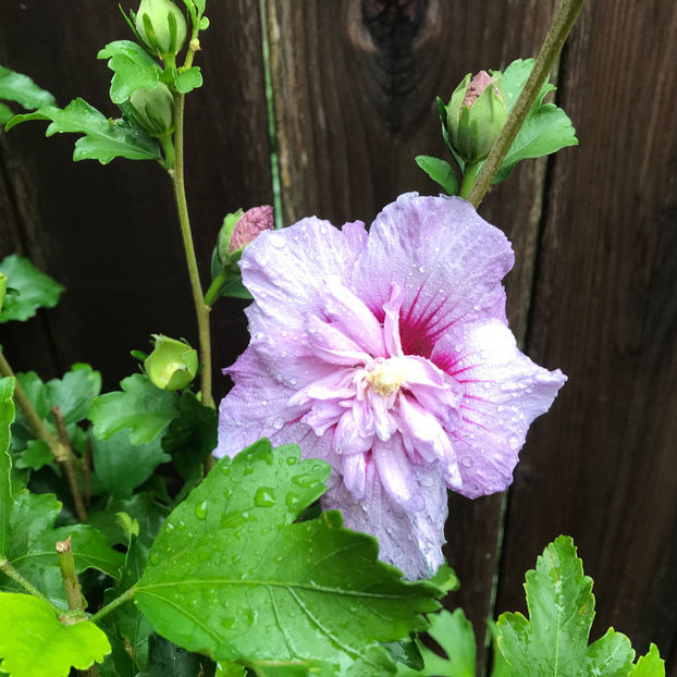  - 2018 Jurnalul gradinii