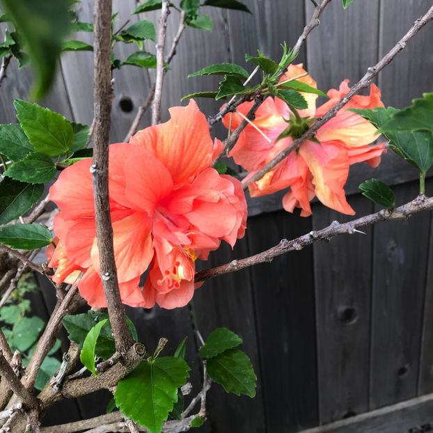  - 2018 Jurnalul gradinii