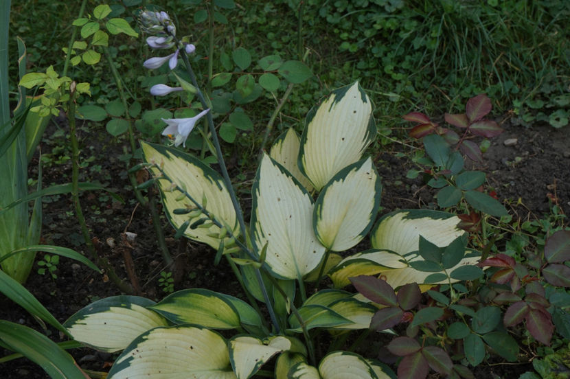  - Hosta 2018- 2022