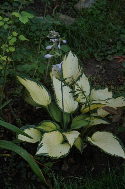  - Hosta 2018- 2022