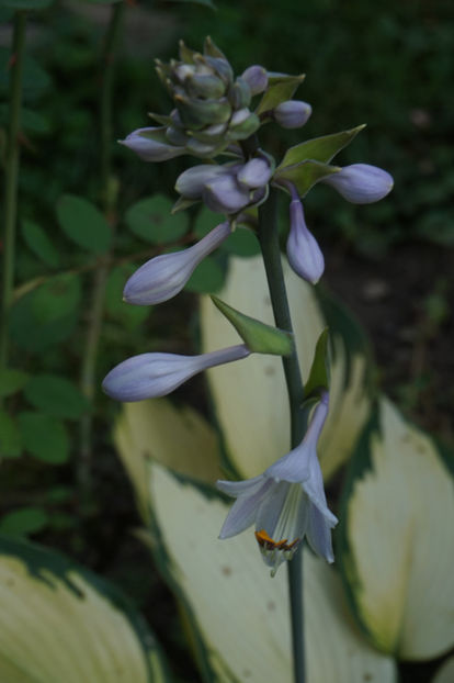  - Hosta 2018- 2022