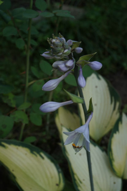  - Hosta 2018- 2022