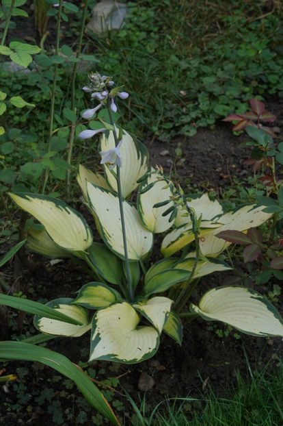  - Hosta 2018- 2022
