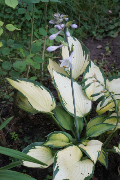  - Hosta 2018- 2022