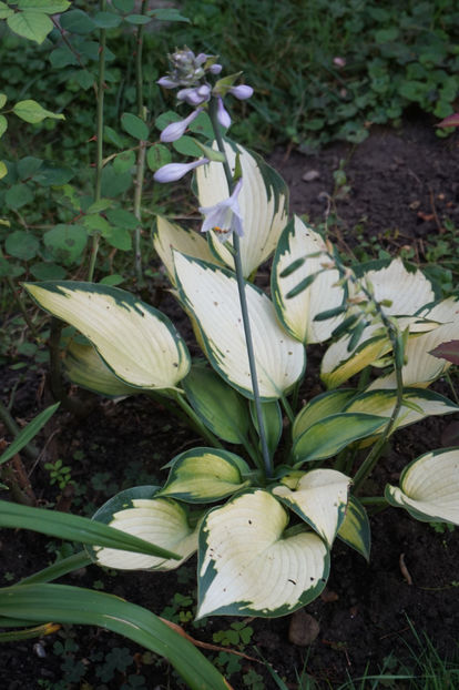 Janet - Hosta 2018- 2022