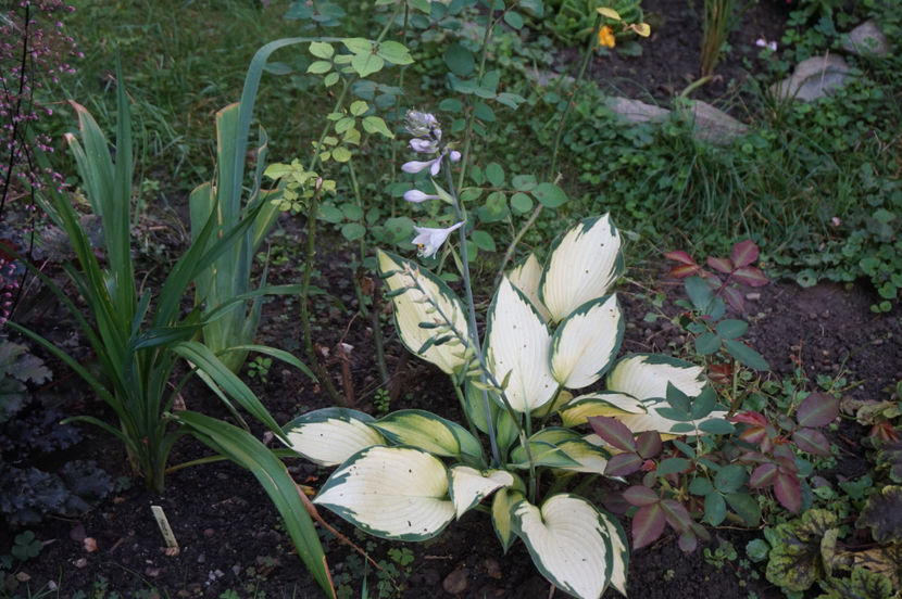  - Hosta 2018- 2022