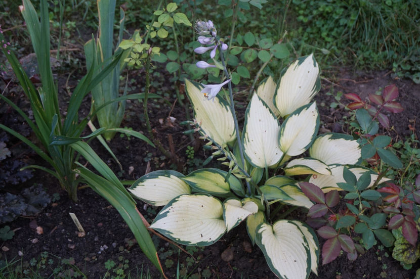  - Hosta 2018- 2022