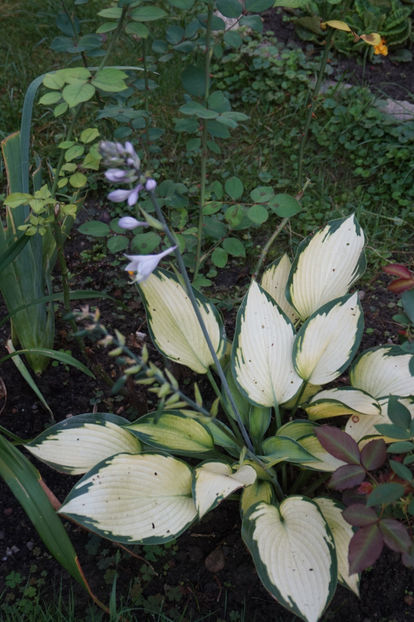  - Hosta 2018- 2022