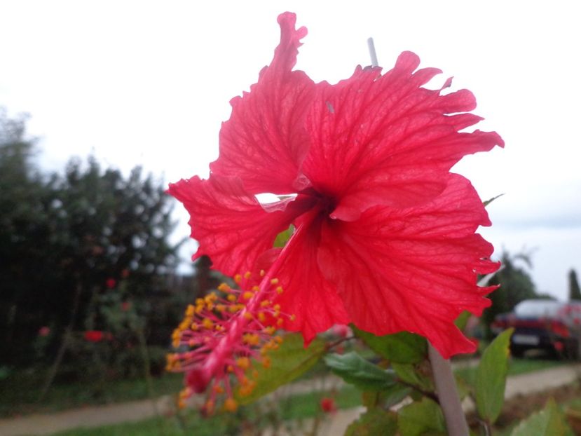 - A-HIBISCUS 2018