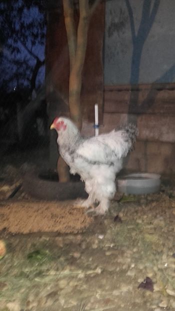  - Cocos brahma herminat deschis