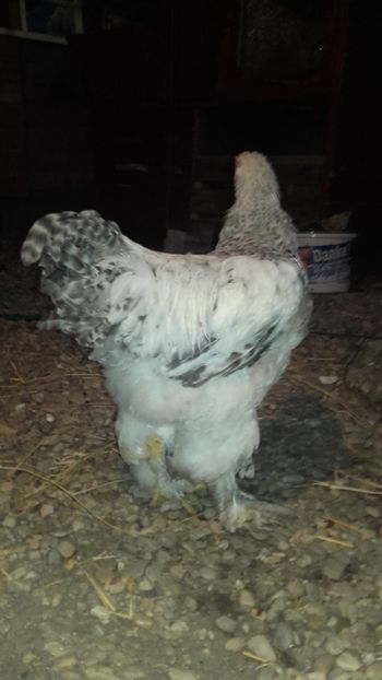  - Cocos brahma herminat deschis