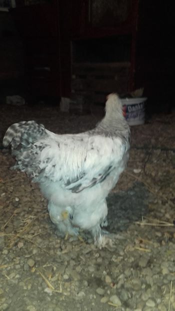  - Cocos brahma herminat deschis