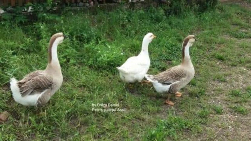  - Matca pentru 2018