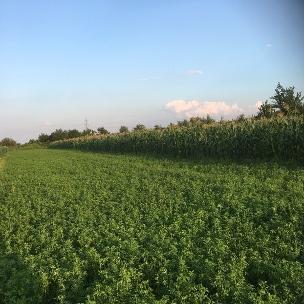 F5C0E980-BFB0-403F-AAE0-9D607E1BC6A4 - GREBLA KUHN GA300GM 2015