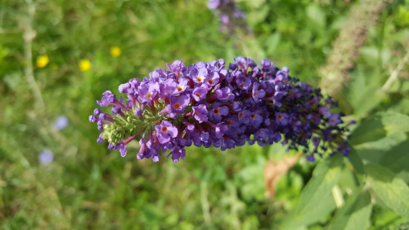  - Din gradina