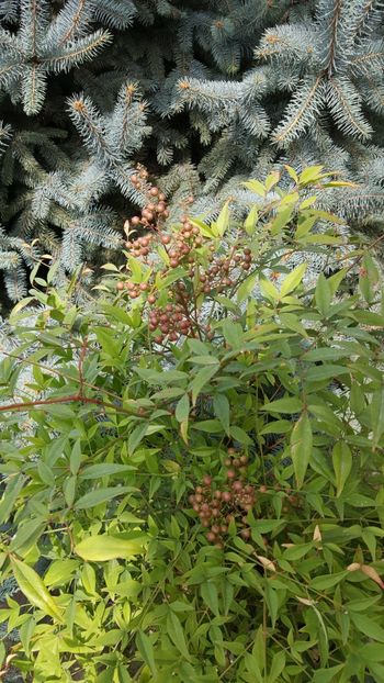  - Nandina domestică