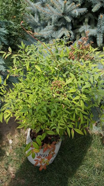  - Nandina domestică