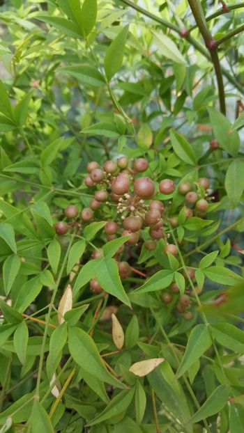  - Nandina domestică