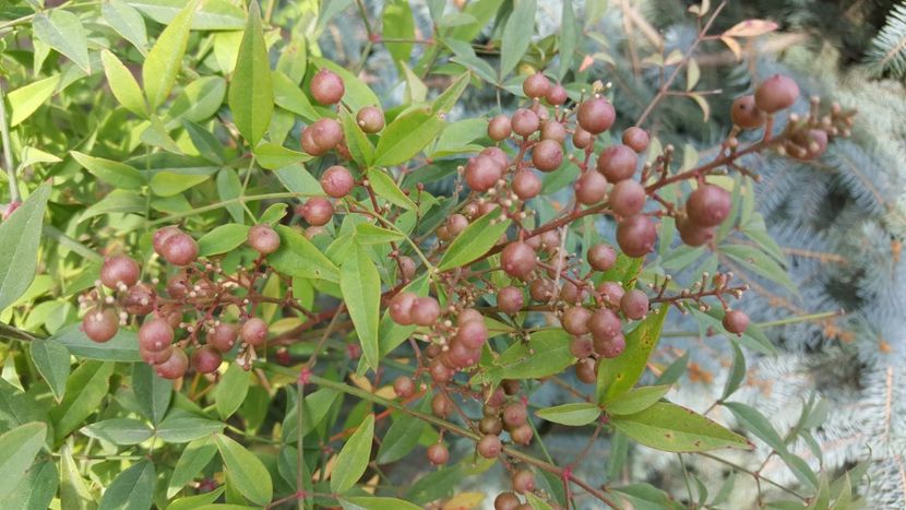  - Nandina domestică