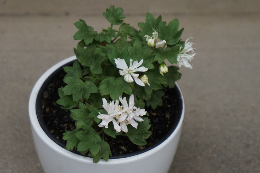 Little Spikey - Mușcate