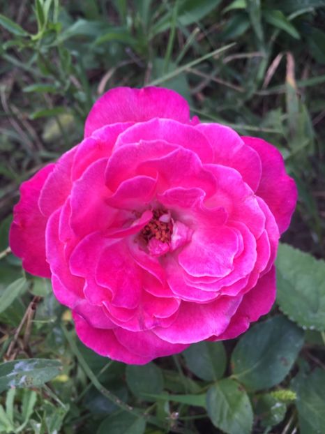 C98A1E92-B5D5-48CC-A1F1-C402E48FBFD0 - Trandafiri la balta