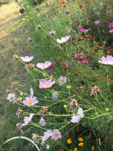 4F35F83D-7DE5-4FBE-B171-B7AEDDBAEE5E - Cosmos 2018