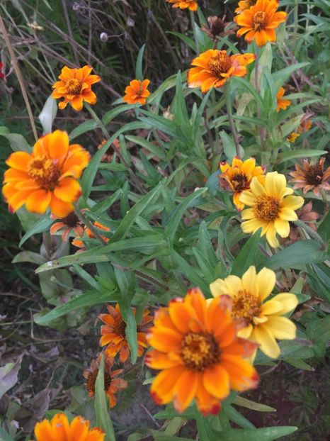 341C86C4-D8D5-47BA-B333-07507CA226FC - Carciumarese 2018