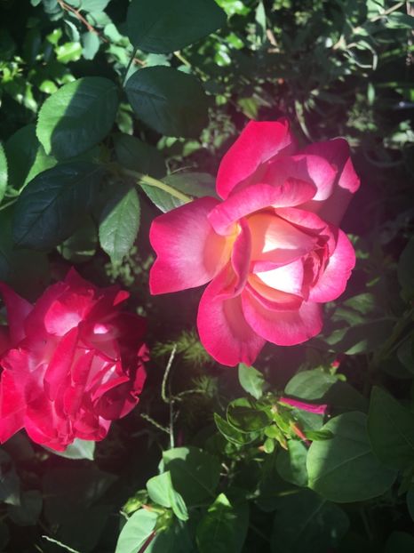 C5D6A666-B551-43F5-80EE-06FEDCDD53F5 - Trandafiri 2018 III