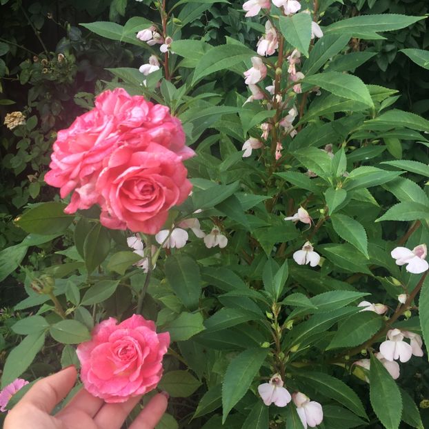 E271F41D-0858-4591-B09D-918835D98580 - Trandafiri 2018 III