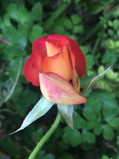 FED2CB82-3DF6-4994-9908-8F1336822E1E - Trandafiri 2018 III