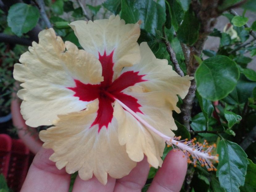  - A-HIBISCUS 2018