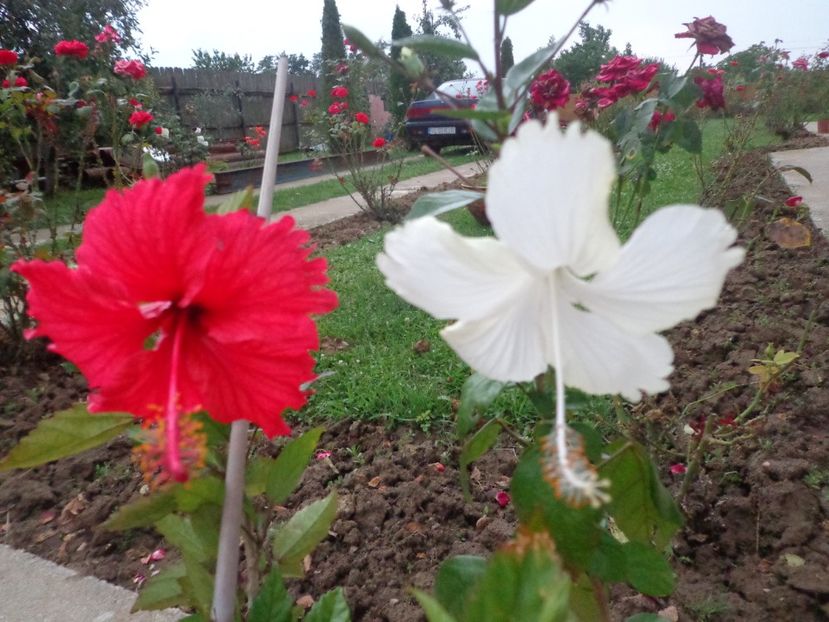  - A-HIBISCUS 2018