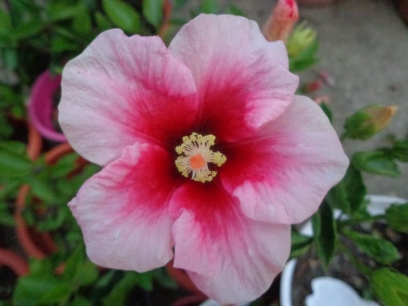  - A-HIBISCUS 2018