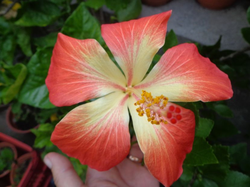  - A-HIBISCUS 2018