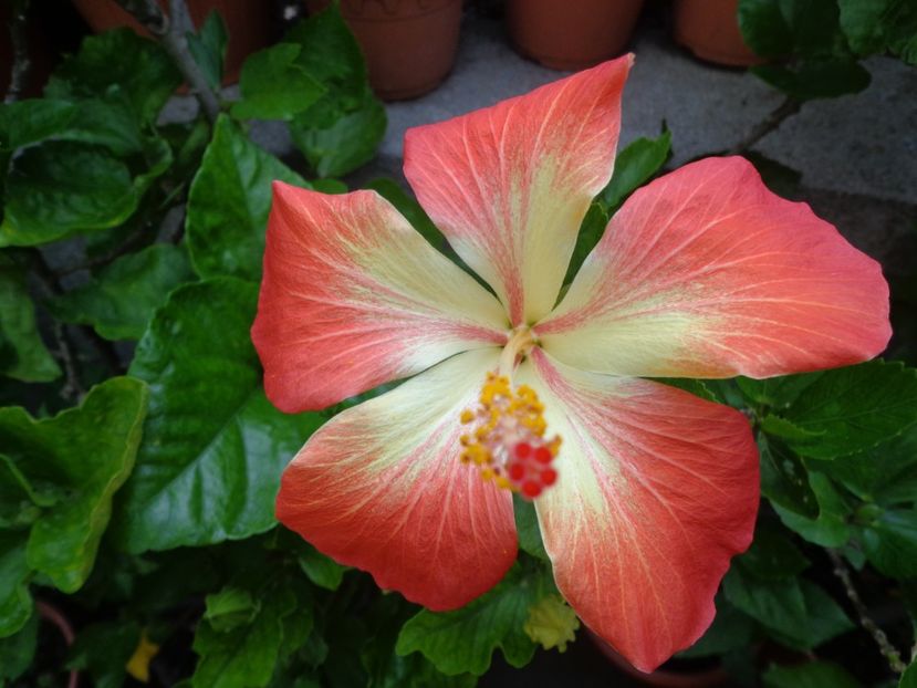  - A-HIBISCUS 2018