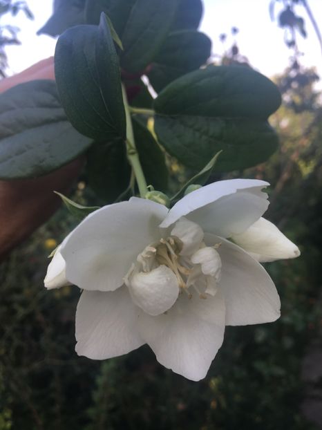 55E84947-A63D-43F7-AF17-154BB33F22CD - Arbuști 2018