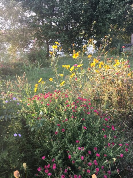 BE7F64C5-9481-4B26-9B54-839C7B13B067 - Flori de vara 2018