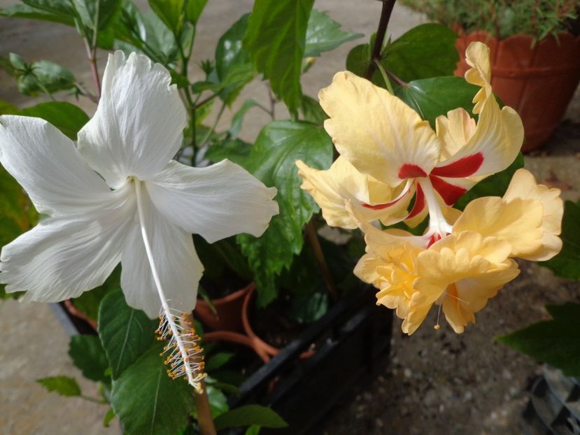  - A-HIBISCUS 2018