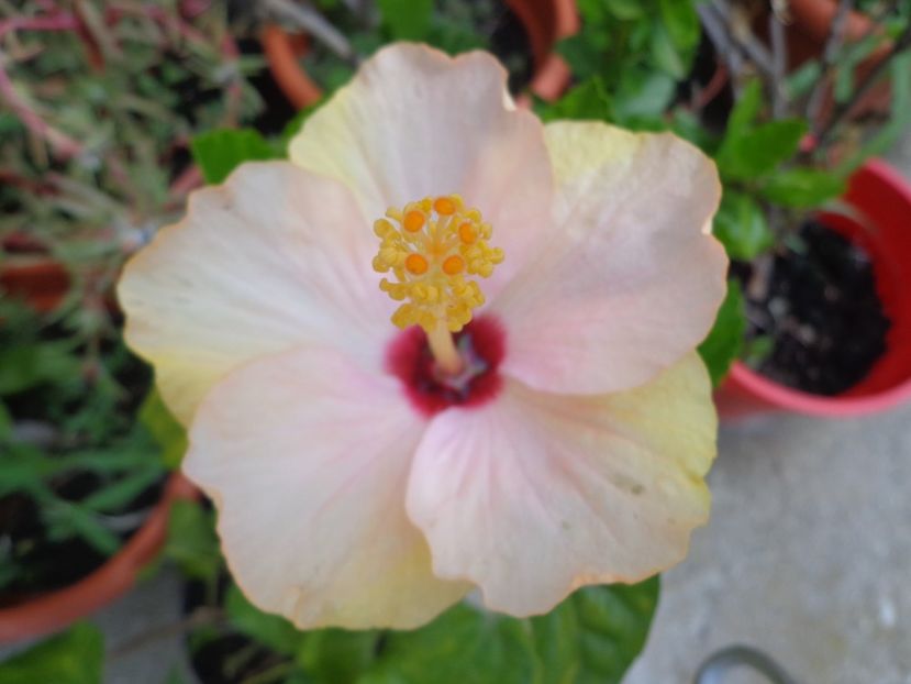  - A-HIBISCUS 2018