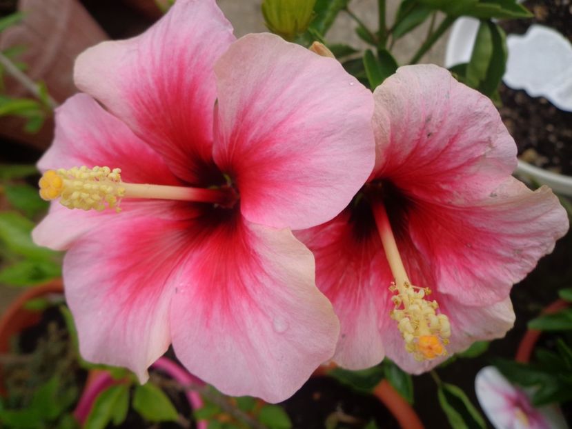 - A-HIBISCUS 2018