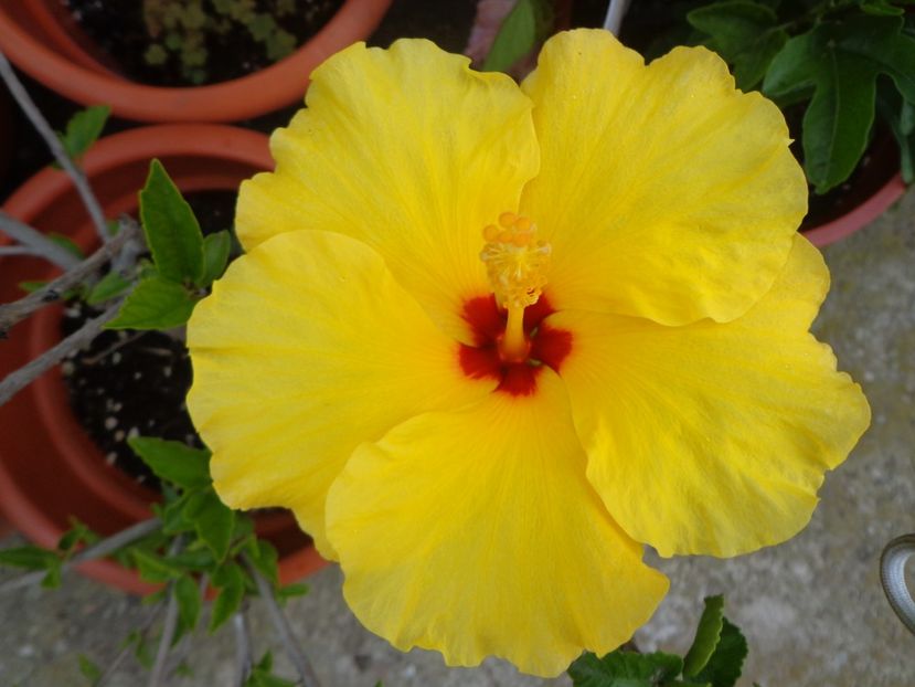 - A-HIBISCUS 2018