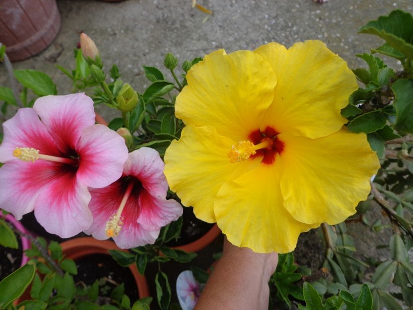  - A-HIBISCUS 2018