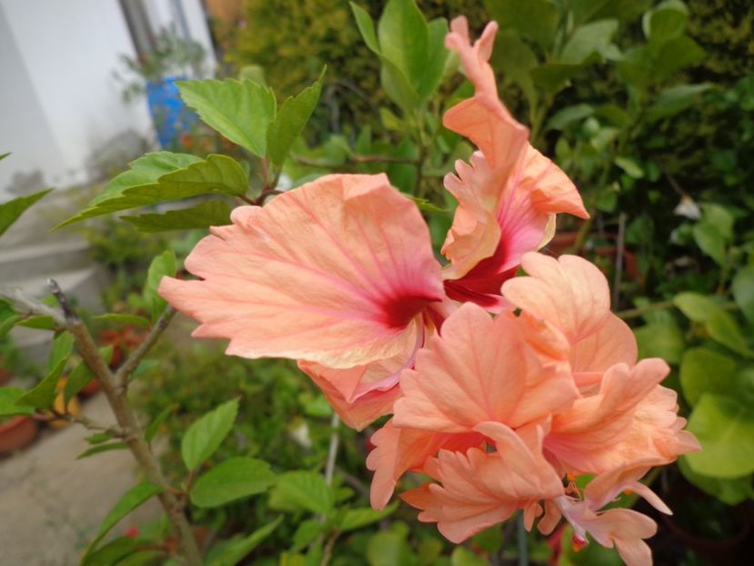  - A-HIBISCUS 2018