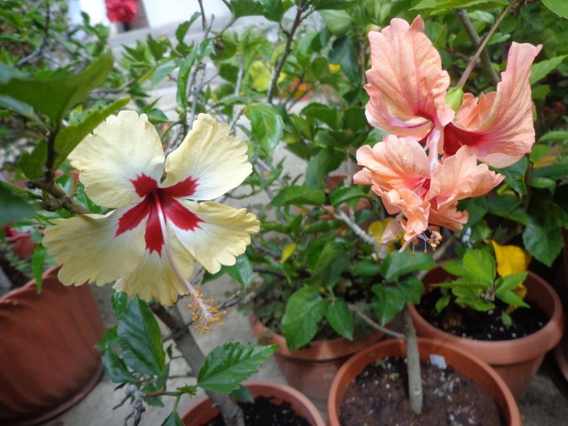  - A-HIBISCUS 2018