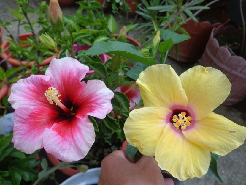  - A-HIBISCUS 2018